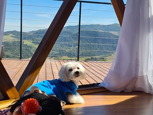 Experiência pet-friendly completa: seu companheiro de quatro patas aproveitando o sol e a tranquilidade da cabana